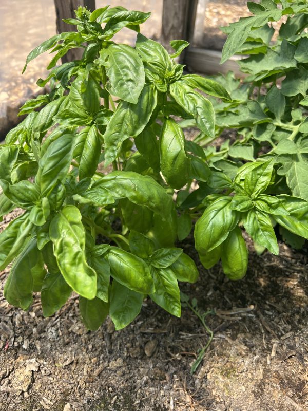 Basil - Image 2