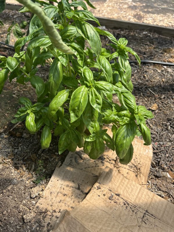 Basil