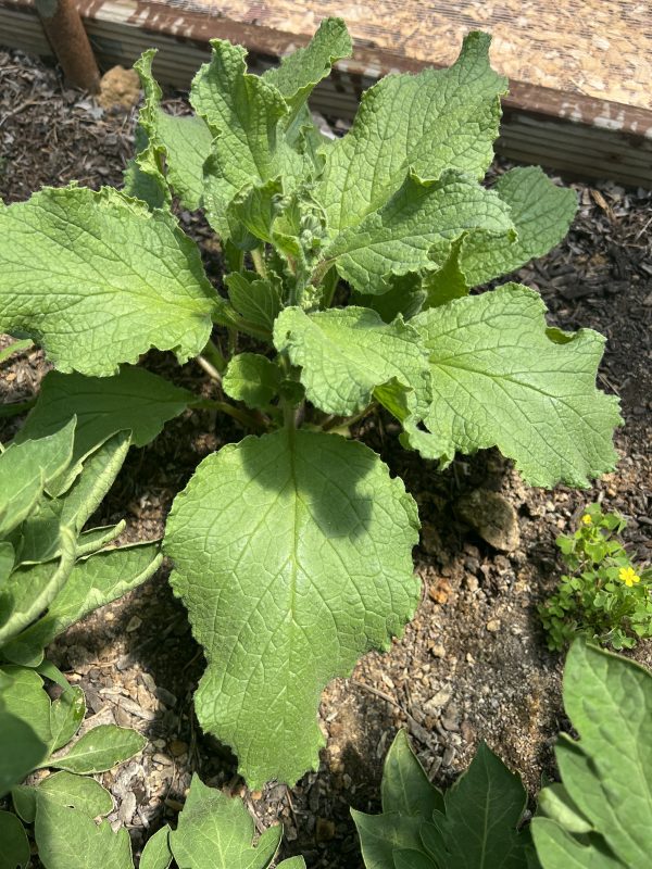 Borage - Image 2