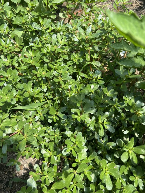 Purslane