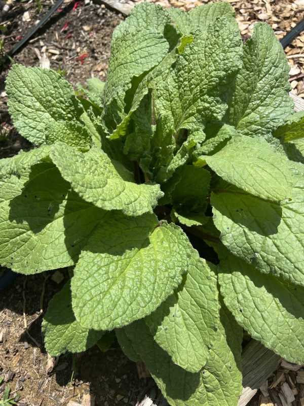 Borage