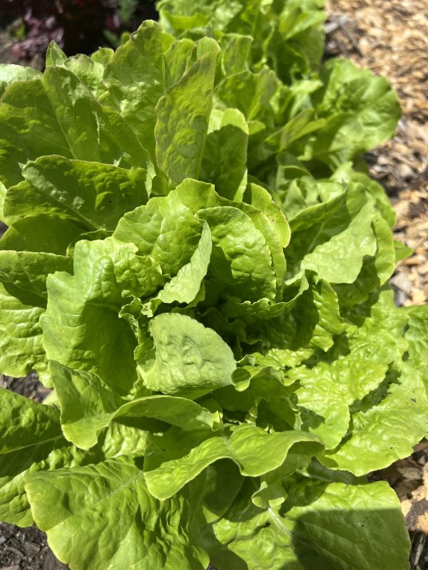 Buttercrunch Lettuce