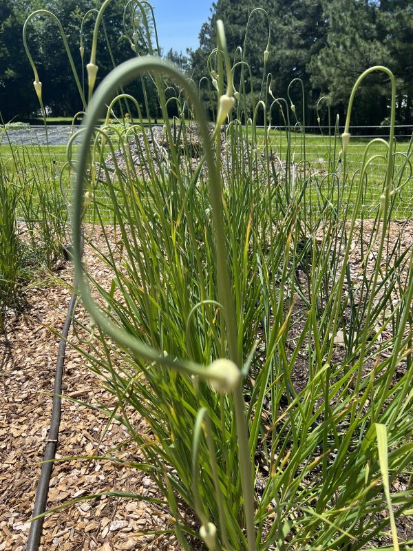 Garlic Scapes