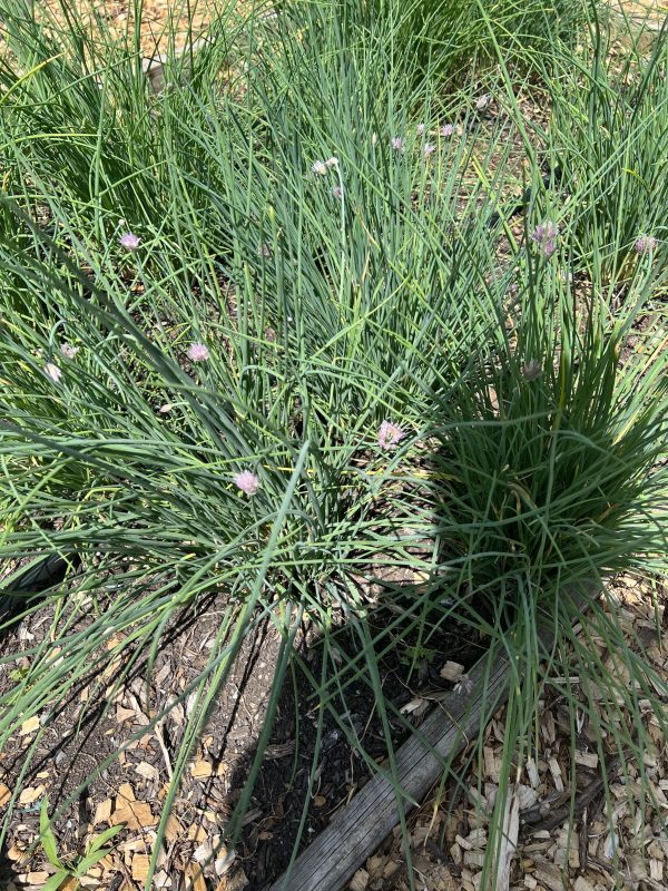 Fresh Chives