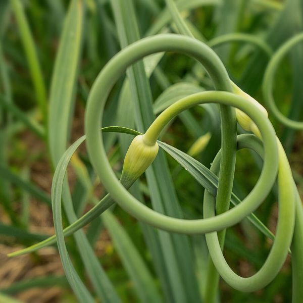 Garlic Scapes - Image 2