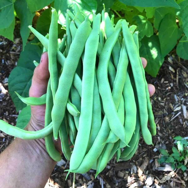 Green Beans