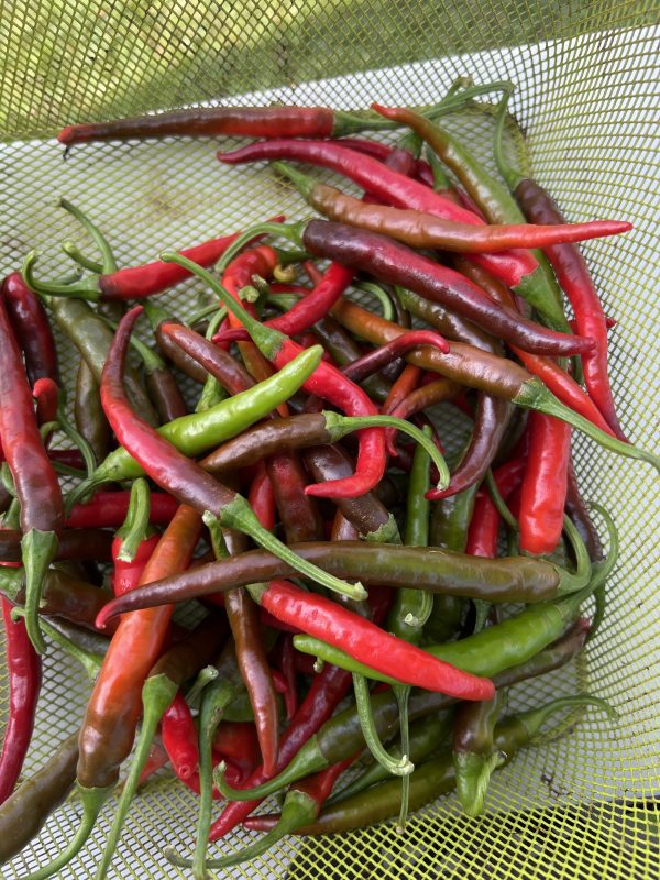 Cayenne pepper