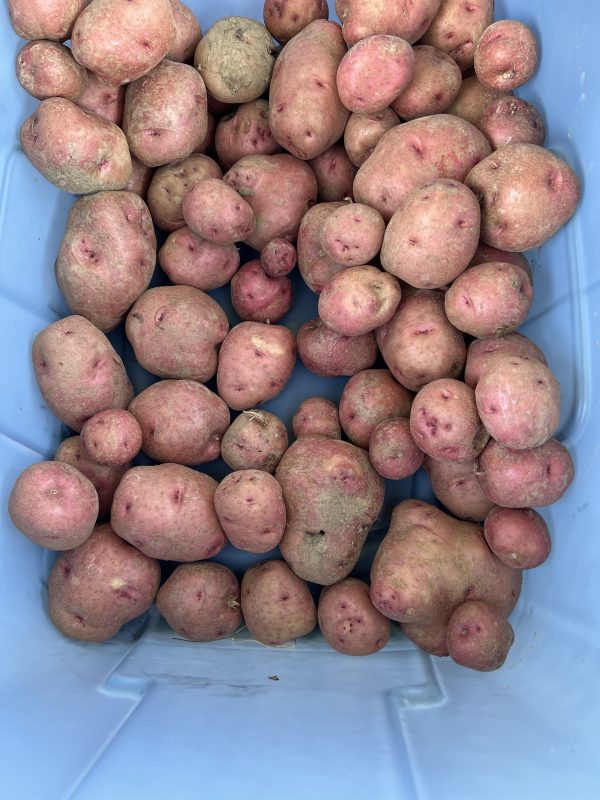 Red potatoe